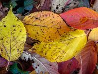 Rötliche und gelbe Zierkirsch Blätter